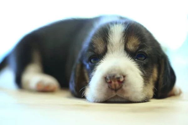 1 mes año viejo beagle cachorro (tri color) está durmiendo —  Fotos de Stock
