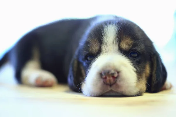 1 ヶ月年古いビーグル子犬 (トリコロール カラー) が眠っています。 — ストック写真