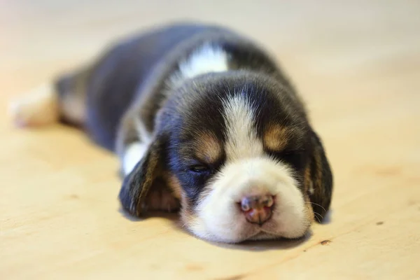 1 ヶ月年古いビーグル子犬 (トリコロール カラー) が眠っています。 — ストック写真