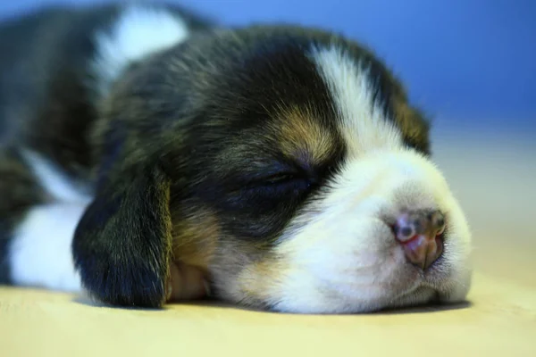 1 ay yıl eski beagle köpek yavrusu (üç renk) uyuyor — Stok fotoğraf