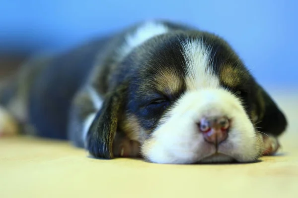 1 ヶ月年古いビーグル子犬 (トリコロール カラー) が眠っています。 — ストック写真