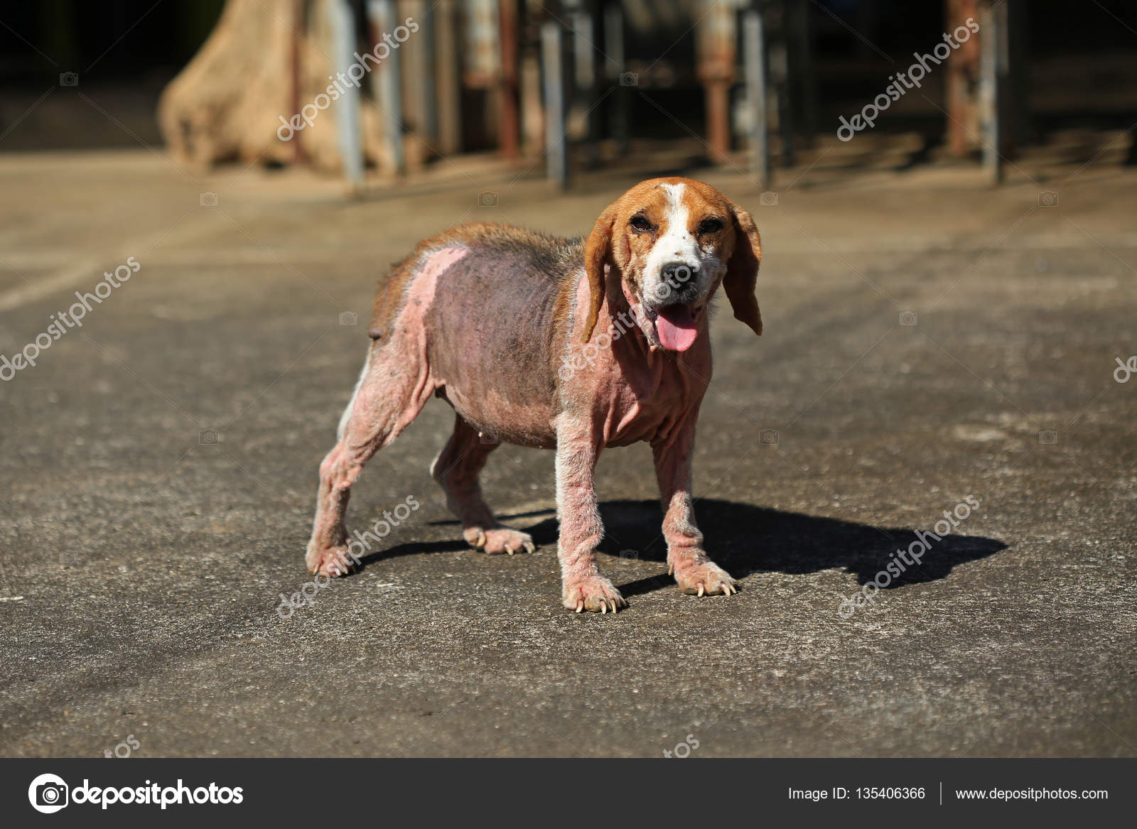 Krank Beagle Hund mit Demodikose, rote Räude — Stockfoto © S