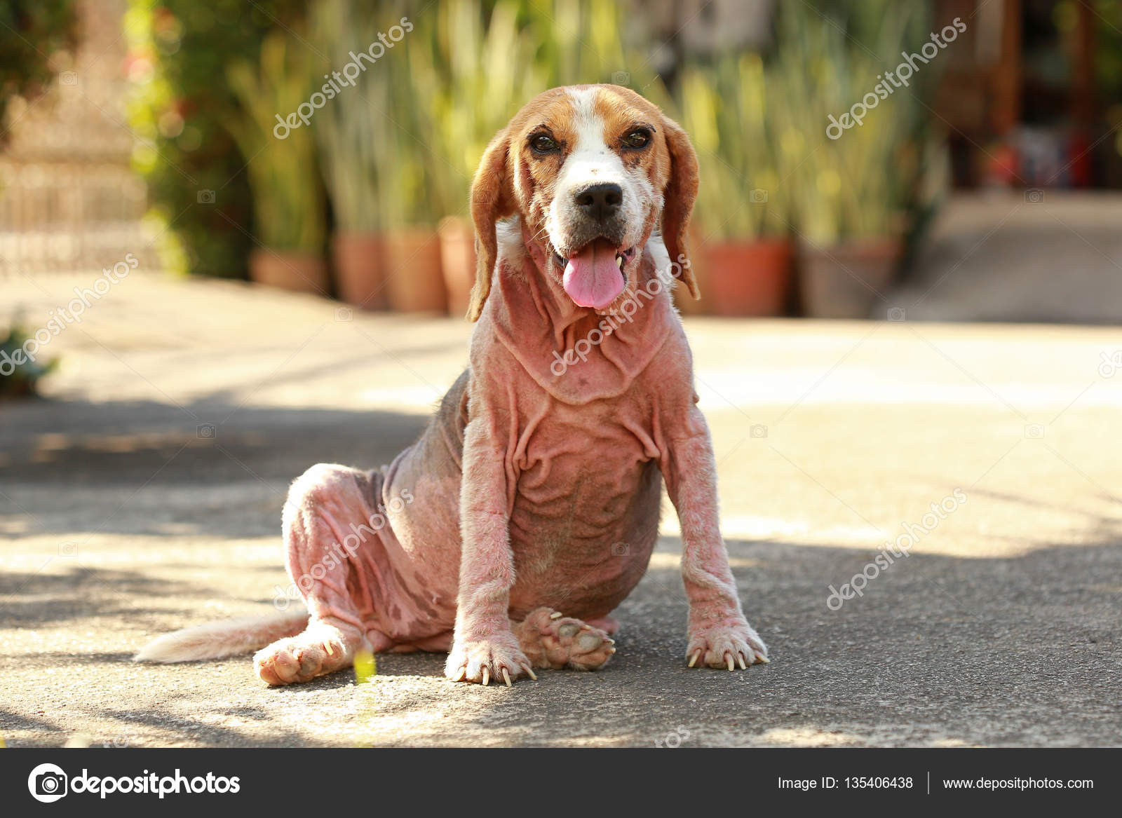 Kranker Beagle Hund mit Demodikose, rote Räude — Stockfoto © S
