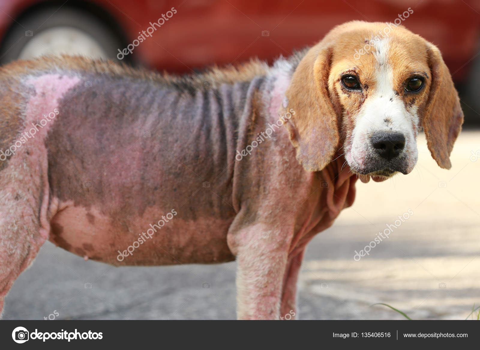 Krank Beagle Hund mit Demodikose, rote Räude — Stockfoto © S