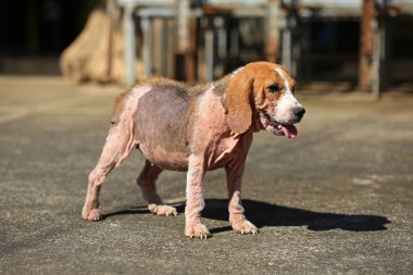 Demodicosis, kırmızı uyuz ile hasta beagle köpek