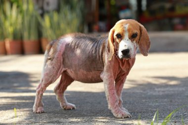 Demodicosis, kırmızı uyuz ile hasta beagle köpek