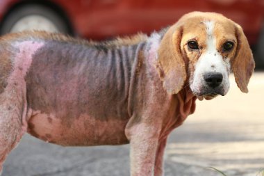 Demodicosis, kırmızı uyuz ile hasta beagle köpek