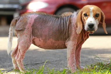 Demodicosis, kırmızı uyuz ile hasta beagle köpek