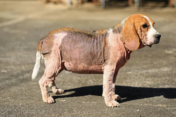 Demodicosis, kırmızı uyuz ile hasta beagle köpek