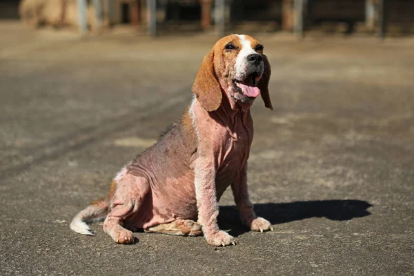 Demodicosis, kırmızı uyuz ile hasta beagle köpek