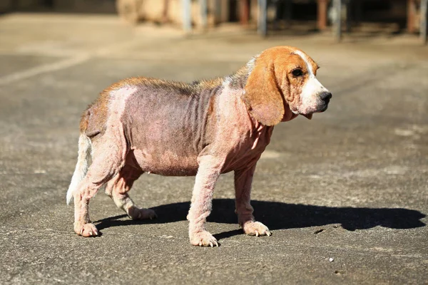 Demodicosis, kırmızı uyuz ile hasta beagle köpek