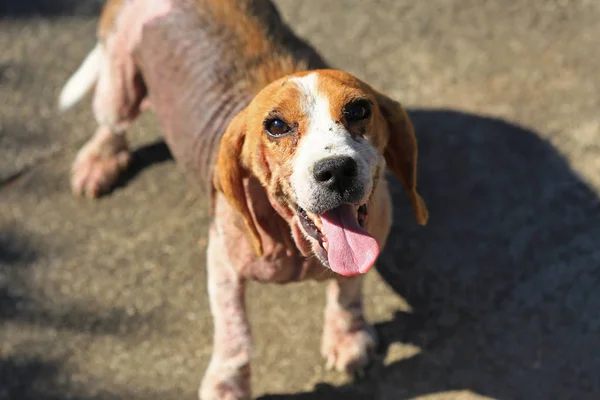 Demodicosis, kırmızı uyuz ile hasta beagle köpek
