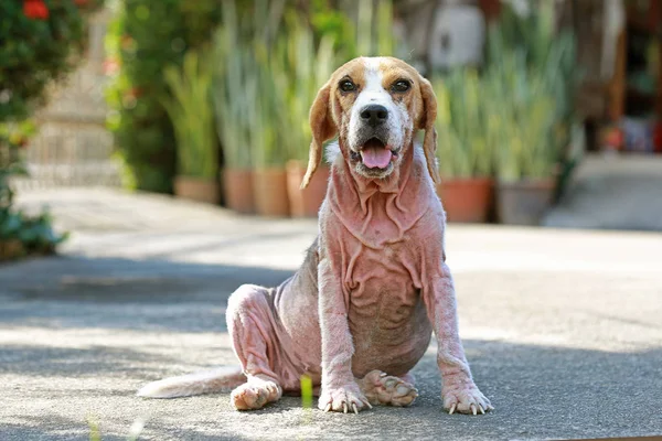 Demodicosis, kırmızı uyuz ile hasta beagle köpek