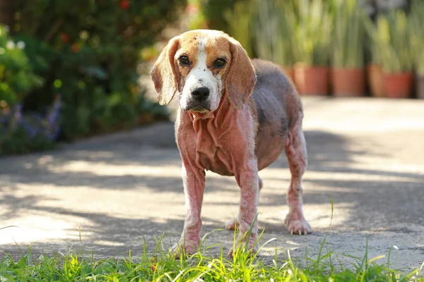 Demodicosis, kırmızı uyuz ile hasta beagle köpek