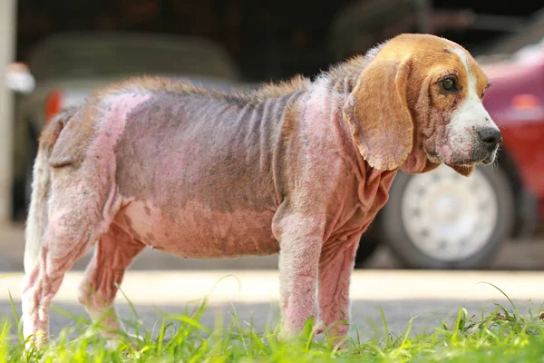 Demodicosis, kırmızı uyuz ile hasta beagle köpek