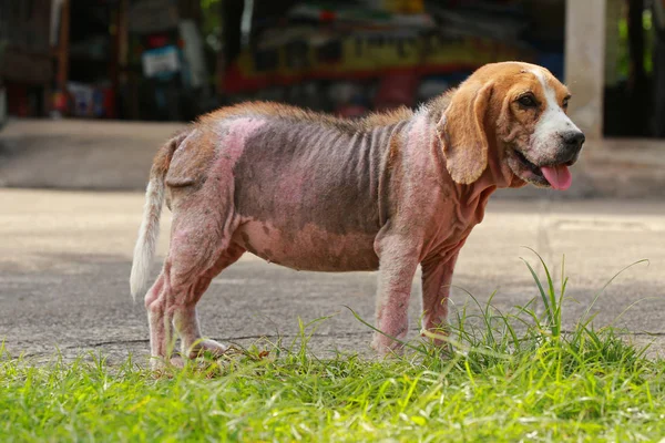 Kranker Beagle Hund mit Demodikose, rote Räude Stockfotografie