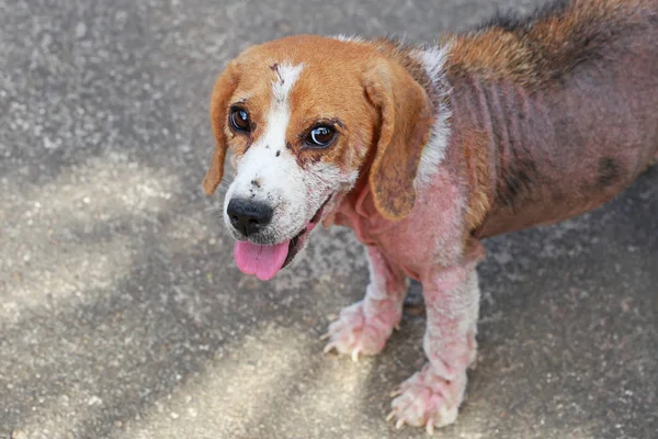 Demodicosis, kırmızı uyuz ile hasta beagle köpek