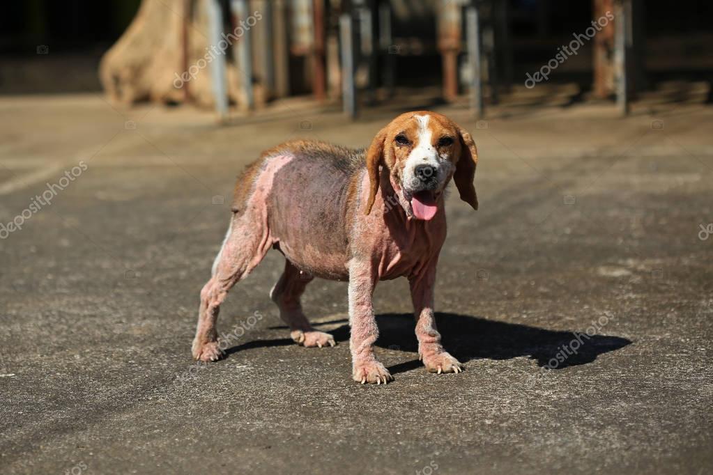 rotes zahnfleisch hund