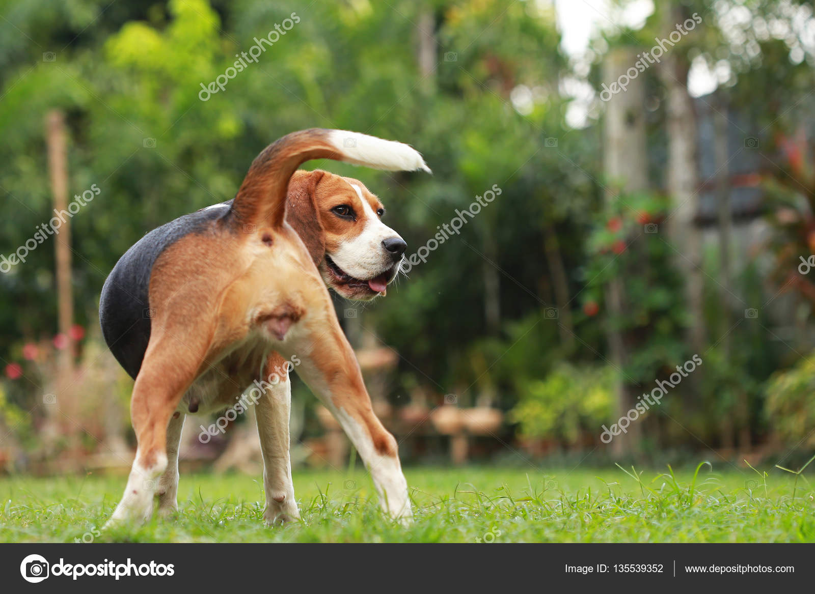 Chien Beagle Recherche Alerte Sur Cycle Oestrus