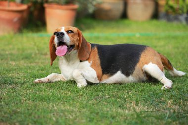 Safkan dişi Beagle köpek çim üzerinde yalan