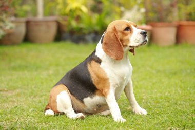 Safkan dişi Beagle köpek çim üzerinde yalan