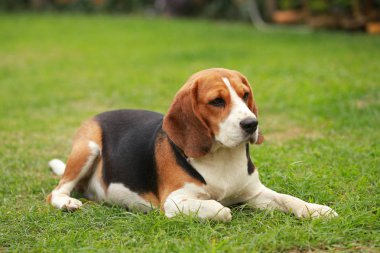 Safkan dişi Beagle köpek çim üzerinde yalan