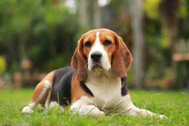 Safkan dişi Beagle köpek çim üzerinde yalan