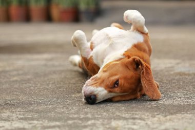 yerde yatarken erkek Beagle köpek 