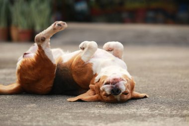 yerde yatarken erkek Beagle köpek