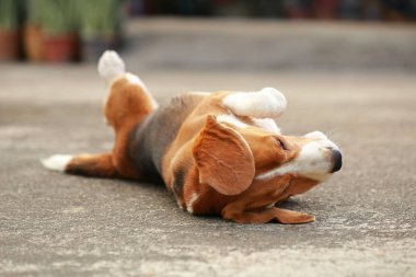 yerde yatarken erkek Beagle köpek