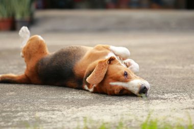 yerde yatarken erkek Beagle köpek