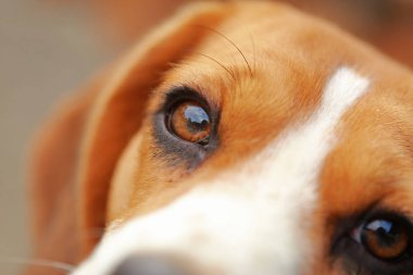 yerde yatarken erkek Beagle köpek