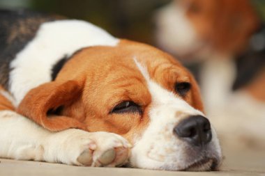 Beagle uyku köpek ve biraz dinlen