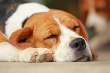 Beagle uyku köpek ve biraz dinlen