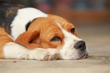 Beagle uyku köpek ve biraz dinlen