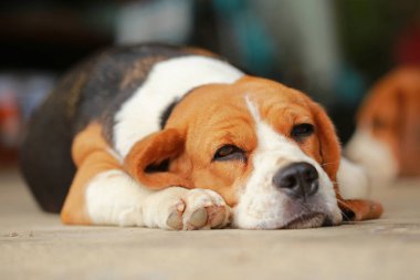 Beagle uyku köpek ve biraz dinlen