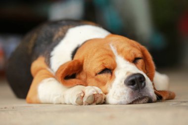 Beagle uyku köpek ve biraz dinlen