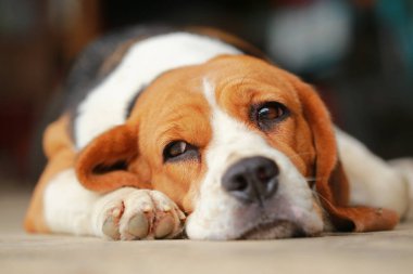 Beagle uyku köpek ve biraz dinlen