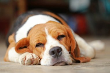 Beagle uyku köpek ve biraz dinlen