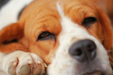 Beagle uyku köpek ve biraz dinlen