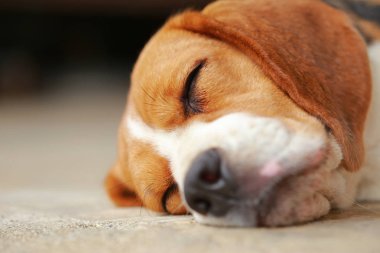 Beagle uyku köpek ve biraz dinlen