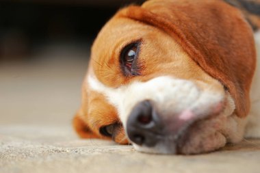 Beagle uyku köpek ve biraz dinlen