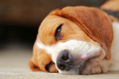 Beagle uyku köpek ve biraz dinlen