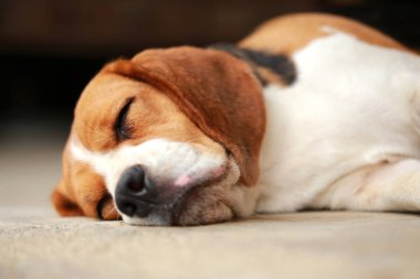 Beagle uyku köpek ve biraz dinlen