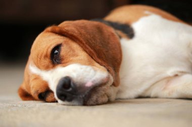 Beagle uyku köpek ve biraz dinlen