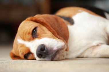 Beagle uyku köpek ve biraz dinlen