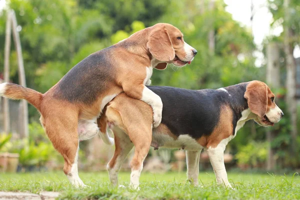 Dwa rasowe pies gończy pies robią miłość i seks — Zdjęcie stockowe