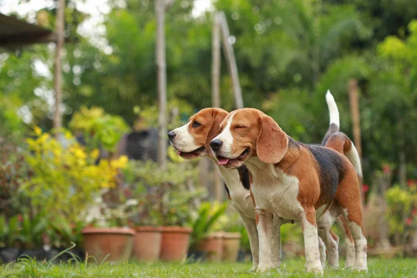Amor entre perros, Amistad entre dos perros beagle — Foto de Stock