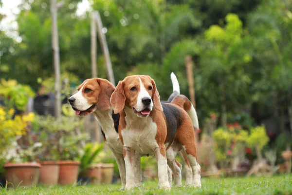 Amor entre perros, Amistad entre dos perros beagle — Foto de Stock