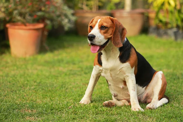 Reinrassige Beagle-Hündin legt sich auf Rasen — Stockfoto